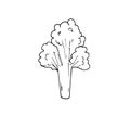 Broccoli hand drawn illustration, single object. Healthy food. Vector line art. Royalty Free Stock Photo
